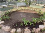 our ring of sunflowers for a sunflower house